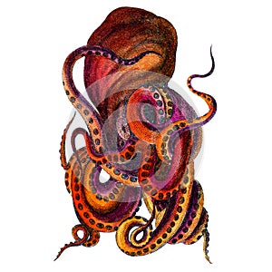 Kraken hand painted colorful Kraken for your t-shirt design or home decor, print