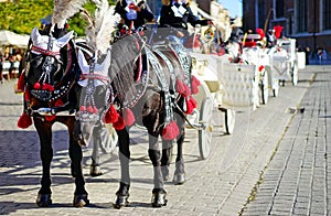 Krakow horses