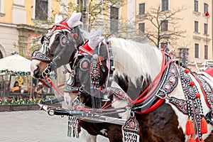 Krakow, Poland, Cracow traditional horse drawn carriage ride, two horses closeup, detail, Old Town, city tours, popular attraction