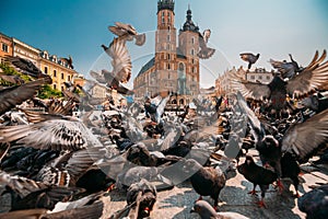 Krakow, Poland. Doves Birds Near St. Mary's Basilica. Pigeons Take-off Flying Near Church Of Our Lady Assumed Into