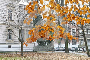 KRAKOW, POLAND - NOVEMBER 27, 2019: Planty - city park