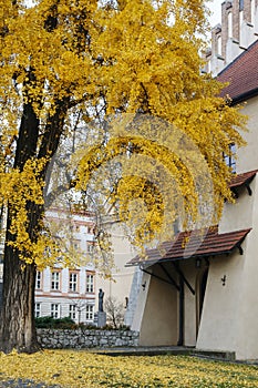 KRAKOW, POLAND - NOVEMBER 27, 2019: Planty - city park