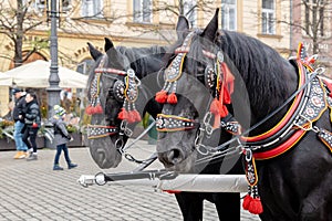 Krakow, Poland, traditional horse drawn carriage ride, two horses closeup, front view. Cracow Old Town, city tours