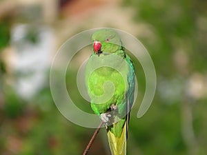 Kramer Parakeet in the city invasive bird