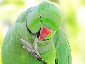 Krameri parrot avatar