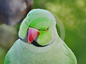 Krameri parrot avatar