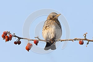 Kramsvogel, Fieldfare, Turdus pilaris