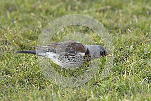 Kramsvogel, Fieldfare, Turdus pilaris