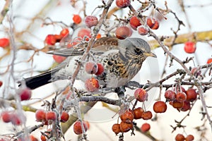 Kramsvogel, Fieldfare, Turdus pilaris