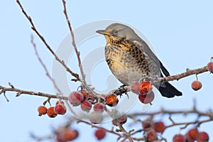 Kramsvogel, Fieldfare, Turdus pilaris