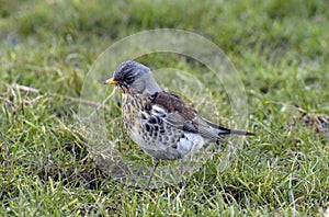 Kramsvogel, Fieldfare, Turdus pilaris photo