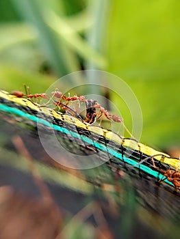 krangkang ants carrying caterpillars colonize on the net