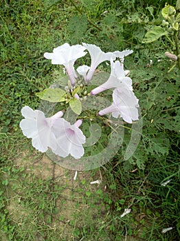 Krangkungan flower (Ipomoea carnea) photo