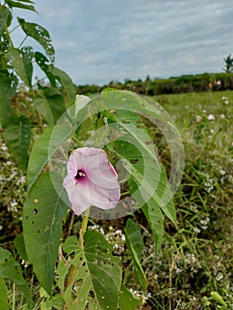 The krangkungan plant is flowering beautifully, light purple in color with green leaves photo