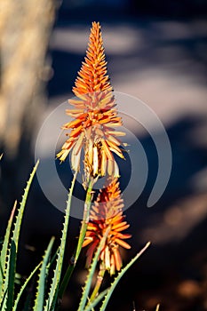 Krantz Aloe Aloe arborescens