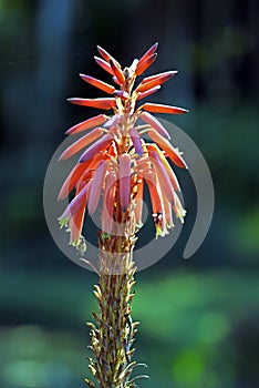 Krantz aloe or candelabra aloe