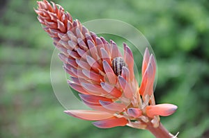 Krantz aloe or candelabra aloe flower in bloom.