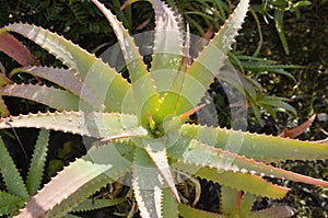 Krantz aloe plant