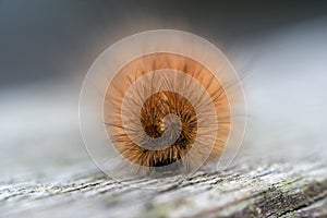 Krasa bear - caterpillar