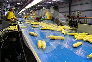 Female workers of the Boduelle maize processing factory sort out raw fresh corn ears fed on with a production line conveyor