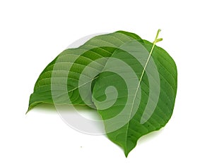 kratom leaf isolated on white background