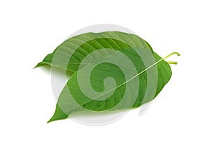 kratom leaf isolated on white background