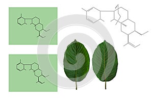 Kratom leaves  and biological genetics