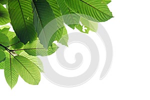 Kratom leaves with branches on white isolated background for green foliage backdrop