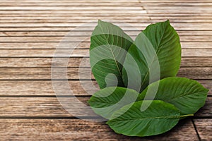 Kratom  leaves, green leafy plants have benefits to help reduce fat