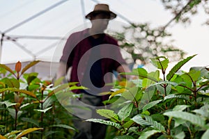 Kratom leaves grown in nurseries with gardeners walking to check