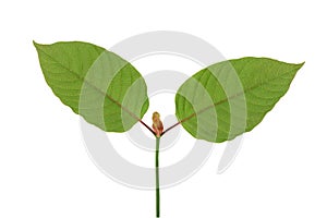 Kratom or Mitragyna speciosa branch green leaves isolated on white background with clipping path