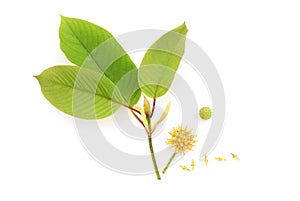 Kratom or Mitragyna speciosa branch green leaves isolated on white background.top view,flat lay