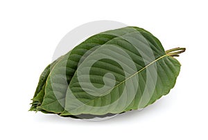 Kratom or Mitragyna speciosa green leaves isolated on white background with clipping path