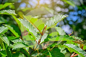 Kratom Mitragyna speciosa green Is a type of drug photo