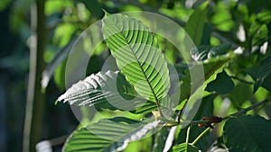 Kratom Mitragyna speciosa green Is a type of drug