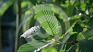 Kratom Mitragyna speciosa green Is a type of drug