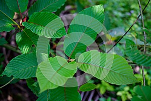 Kratom Mitragyna speciosa green Is a type of drug photo