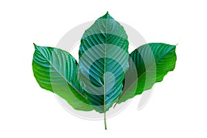 Kratom Mitragyna speciosa green Is a type of drug photo