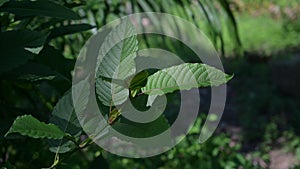 Kratom Mitragyna speciosa green Is a type of drug VDO 4K