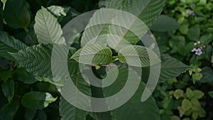 Kratom Mitragyna speciosa green Is a type of drug VDO 4K