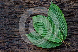 Kratom or Mitragyna speciosa leaves on the wood background photo