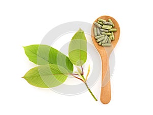 Kratom or Mitragyna speciosa and powder in the capsules isolated on white background.top view,flat lay