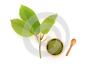 Kratom or Mitragyna speciosa and powder isolated on white background.top view,flat lay