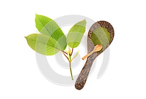 Kratom or Mitragyna speciosa and powder isolated on white background.top view,flat lay