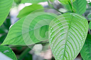 Kratom plant Mitragyna speciosa Mitragynine on blur background ,Drugs and Narcotics