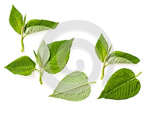 Kratom speciosa Mitragyna leaves on a white background