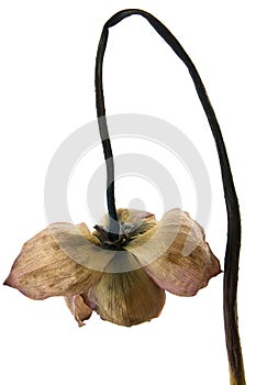 The kraurotic lotus flower