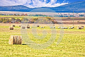 Krbava field. Scenic rural landscape and sheep farming in Lika region