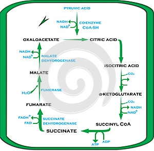 Krebs Cycle Citric Acid Cycle in Easy Steps