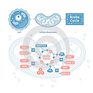 Krebs cycle vector illustration. Cellular respiration labeled outline scheme photo